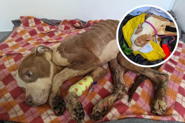 RSPCA staff have been devastated after Stanley the Pitbull had to be put to sleep