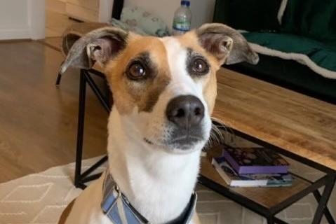 Bella is a six-year-old Lurcher. She was admitted April 2021.