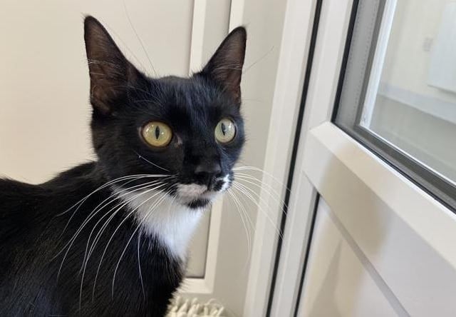 Taylor is an eight-month-old female domestic short hair, admitted to Woodgreen in April 2022.