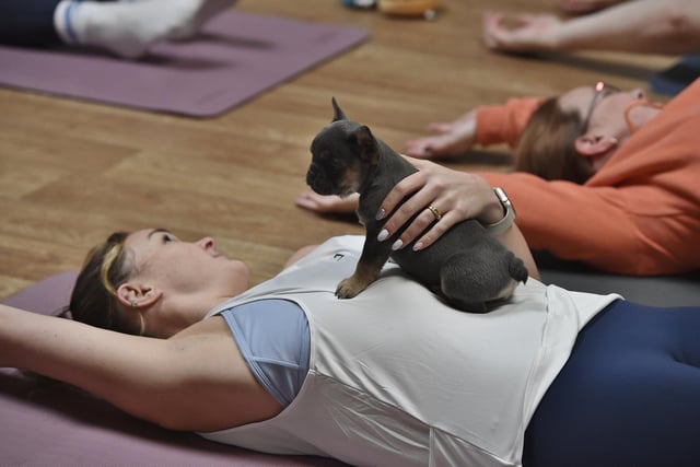 Puppy yoga at the Paw Studio in Westwood