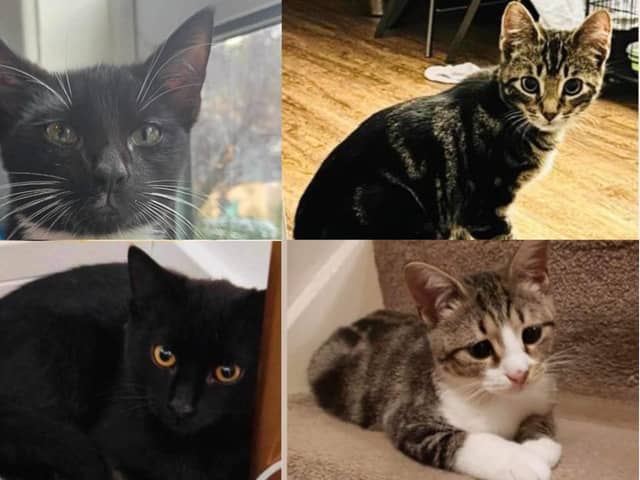 Cats available for adoption Buddy, Trix, Andy and Cali. Credit: Peterborough Cat Rescue.