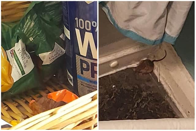 Mice have reportedly been found by Kai near his food and in his living space.