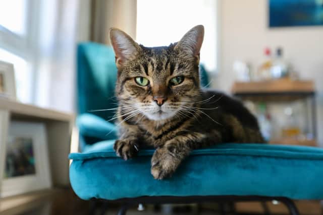 What steps can you take to prepare your pet for their senior years?