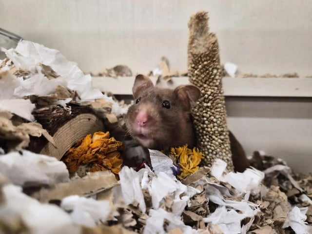 Not long turned a year old, Hammy is a female Syrian hamster.
