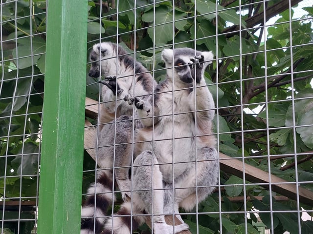 Ring-tailed lemurs