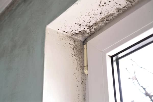 Damp and mould can lead to coughs and colds and worsen more serious respiratory conditions such as asthma