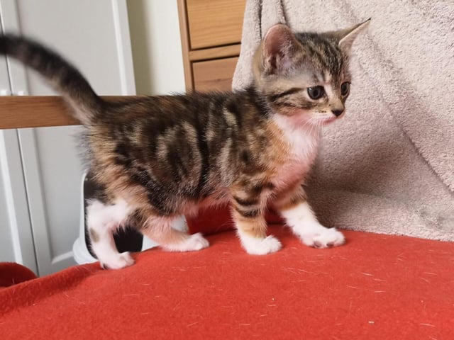 Two-month-old female, Versace, is a domestic short hair who is quite happy to live with dogs, cats and other small pets.