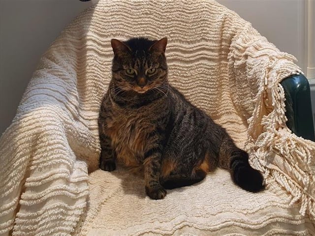 Domestic Short Hair