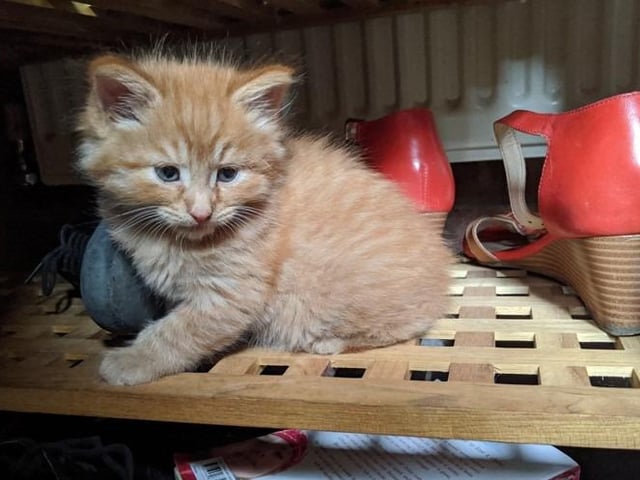 Tila's kitten Pistachio