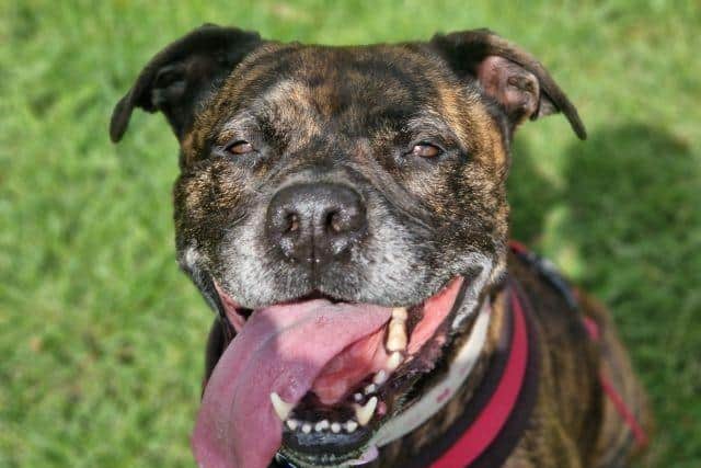Ruby, a five-year-old Staffordshire bull terrier, has been in RSPCA care for over 600 days