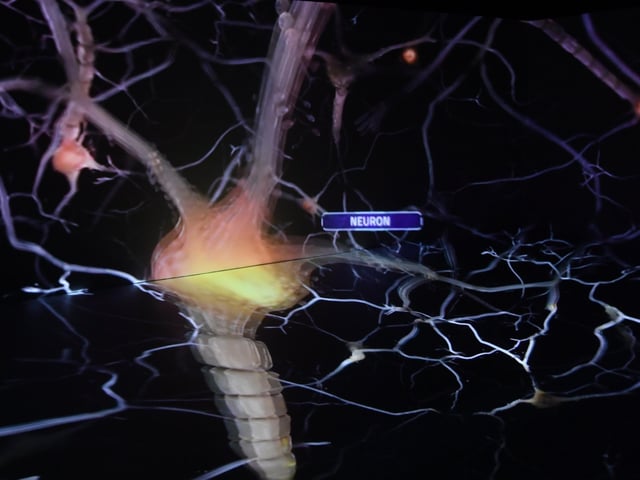 This magnified image at ARU Peterborough's XRP eXtended Reality Peterborough shows the detail around nerve cells in the body.