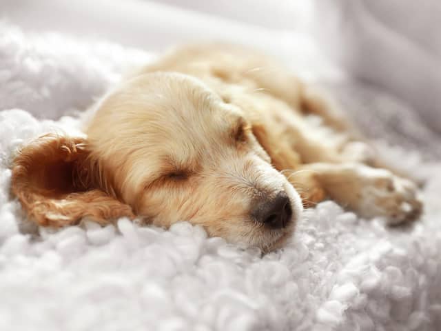 Experts have revealed the benefits of pets sleeping on the bed