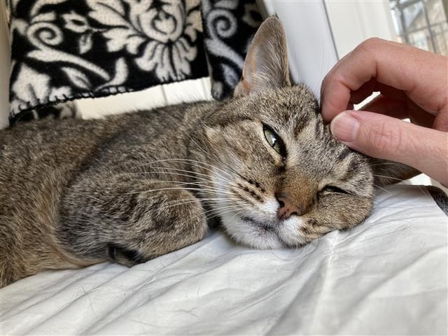 Domestic Short Hair