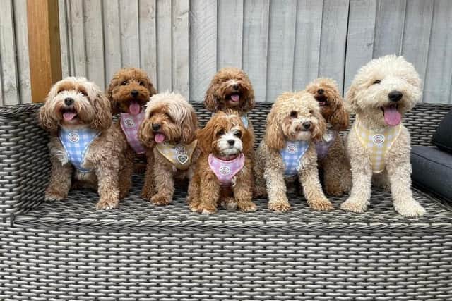 Hailey's family are the proud owners of eight cute little Cavapoos (Cavalier King Charles Spaniel and Poodle mixes). Here they are all wearing the My Pawchella brand.