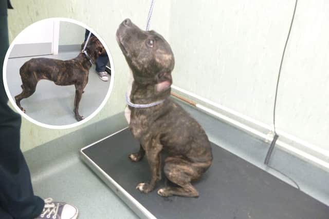 Shadow is now making a recovery thanks to the RSPCA