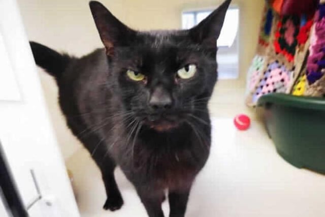 Lola is five-year-old female domestic longhair crossbreed