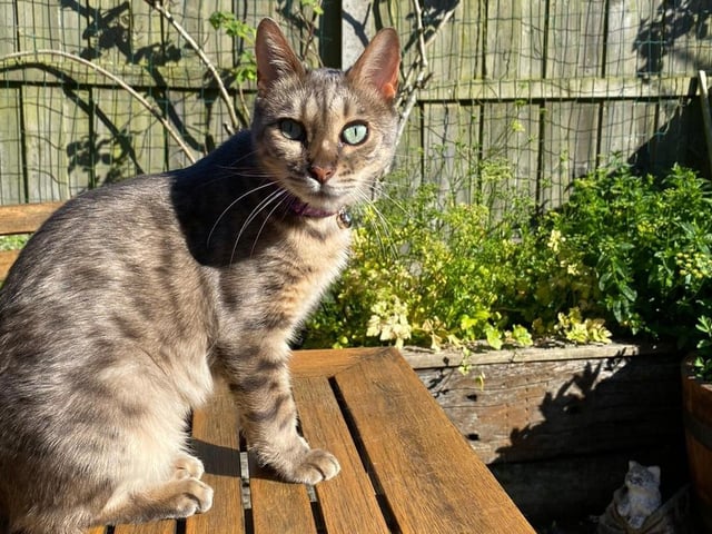 Bengal