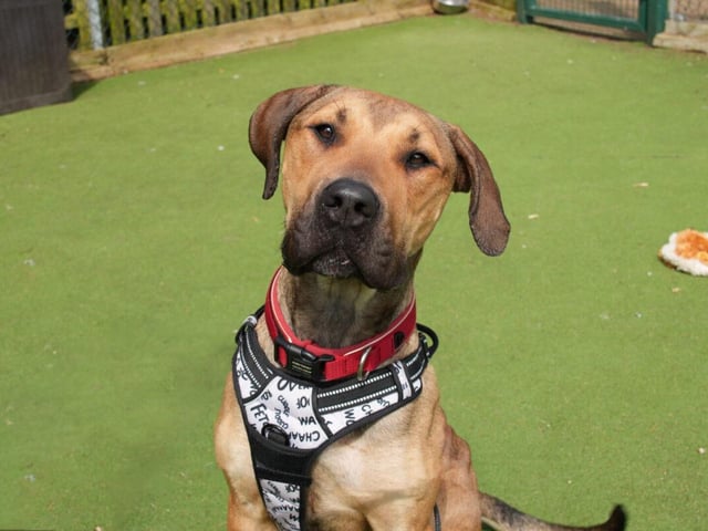 Eeyore is a large, two-year-old female mastiff cross.