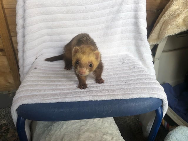 Polecat