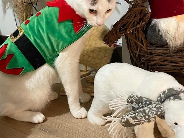 Watson the cat raises an eyebrow to a new visitor from the North Pole.