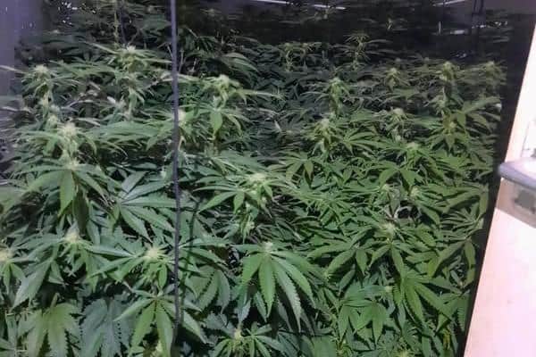 Police find cannabis factory in Peterborough house - after reports of ...