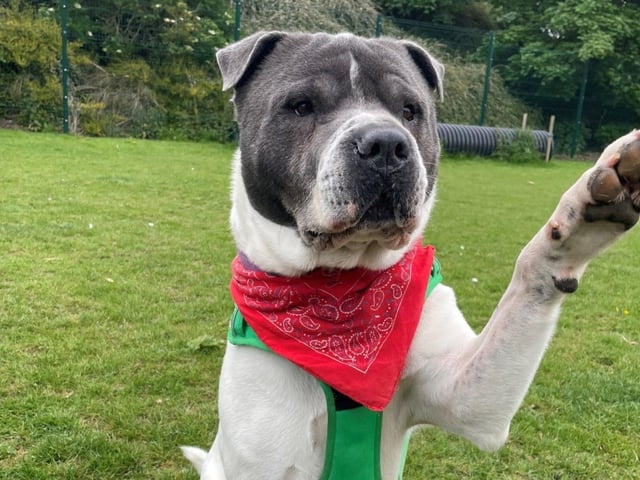 Pretzel is a five-year-old male crossbreed, admitted in January 2022.
