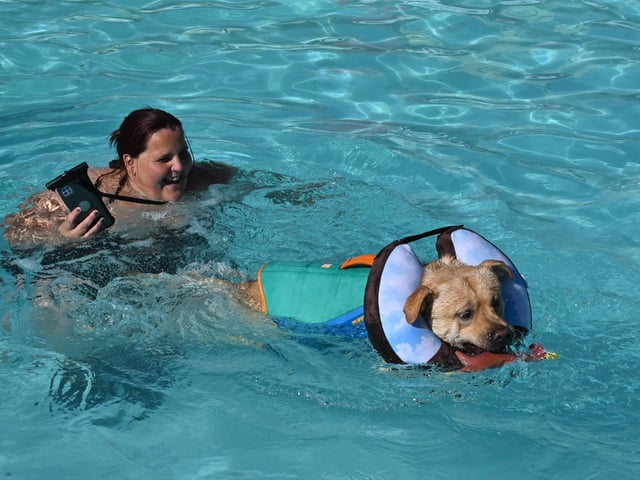Dog swimming session at Peterborough Lido