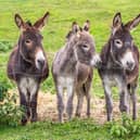 The Cathedral is looking for a pair of donkeys for next month's service