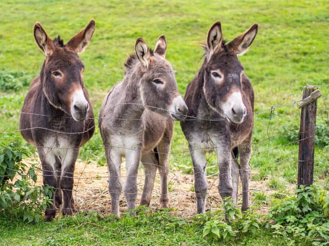 The Cathedral is looking for a pair of donkeys for next month's service
