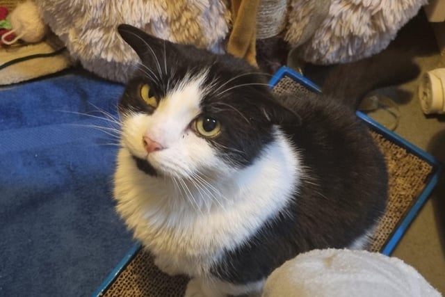 Freddie is a domestic short hair cat. He is four years and five months old and was admitted in July 2021.