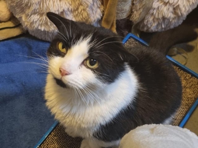Freddie is a domestic short hair cat. He is four years and five months old and was admitted in July 2021.