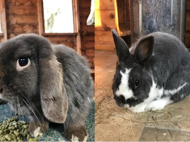 Choccy and Thumbelina