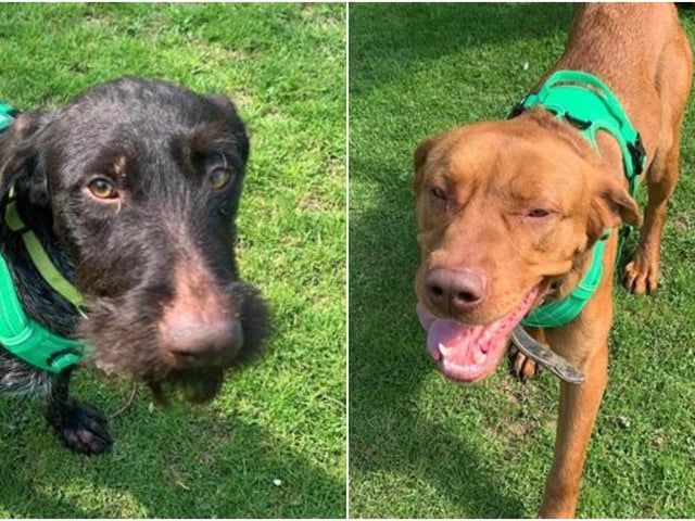 Cheez is three years old and Beanz is one. These female dogs were admitted April 2022