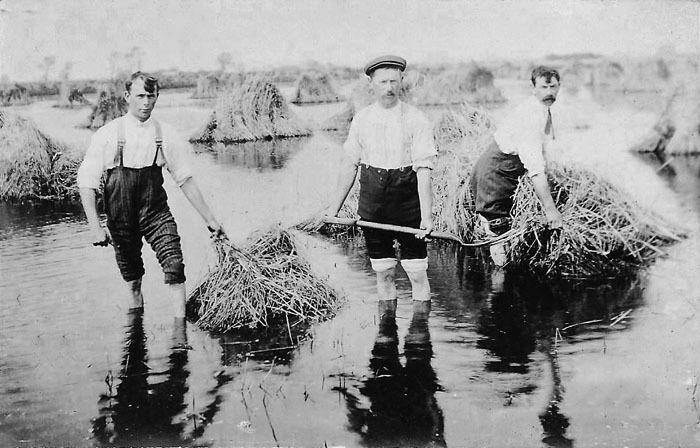 Smallholders in Newborough attempting to salvage the harvest after the infamous floods (Peterborough Images Archive)