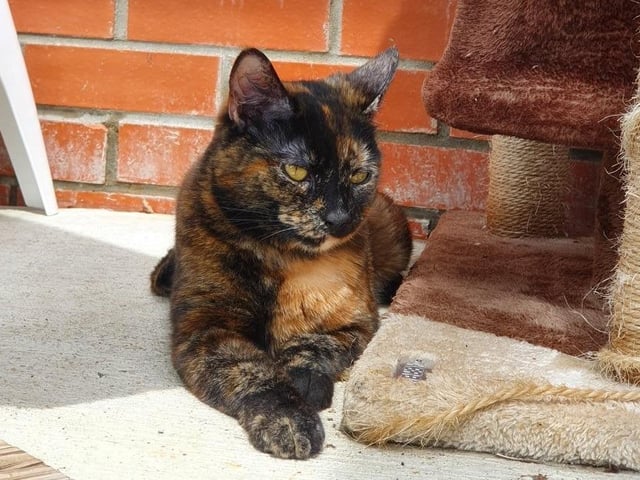 Millie is a three-year-and-seven-month female domestic short hair, admitted to Woodgreen in March 2022.