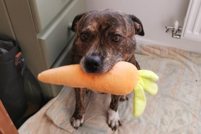 Pumpkin is an eight-year-old Staffordshire bull terrier cross. She was admitted November 2021