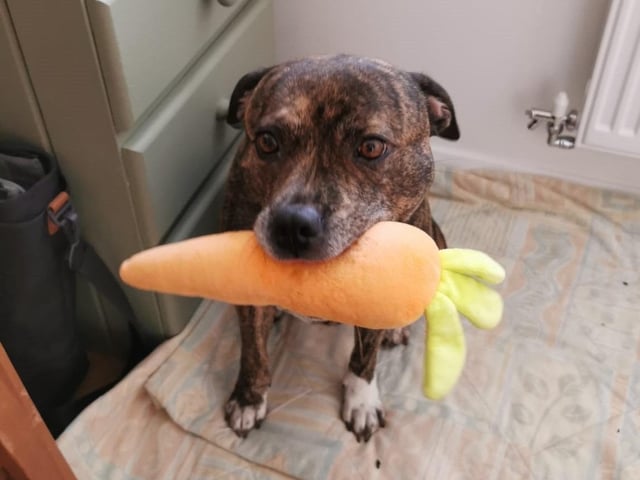 Pumpkin is an eight-year-old Staffordshire bull terrier cross. She was admitted November 2021