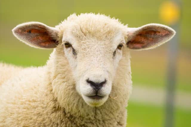 Police are warning farmers after a spate of sheep thefts