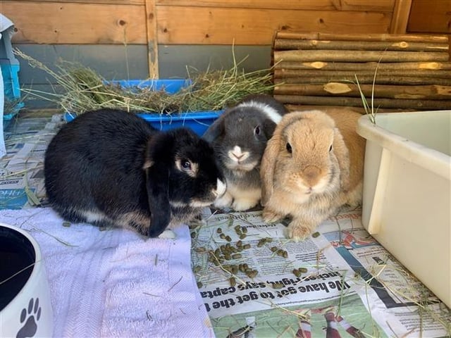Dwarf lop