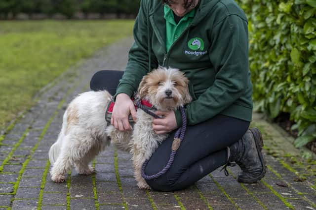 If your dog barks and lunges, this free training can help