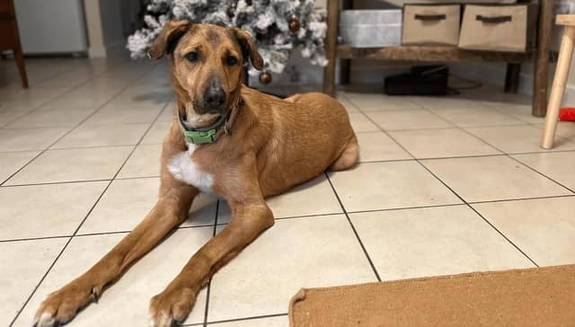 Rudy is a four-year-old male mongrel who loves other dogs but can get a little frustrated when he's too eager to meet them. He can live with children aged 5 years and over who can be taught to respect a dog and do's and don'ts round them. He was originally a stray from Sicily, and loves being out and about on his walks,