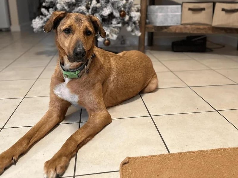 Rudy is a four-year-old male mongrel who loves other dogs but can get a little frustrated when he's too eager to meet them. He can live with children aged 5 years and over who can be taught to respect a dog and do's and don'ts round them. He was originally a stray from Sicily, and loves being out and about on his walks,