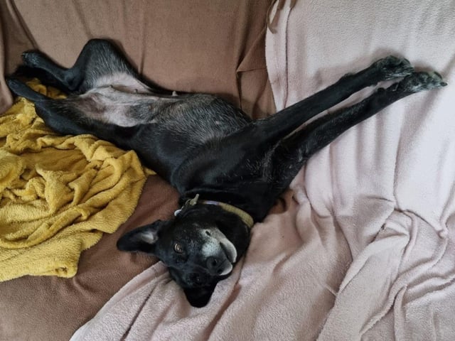 Oreo is an eight-year-old Labrador cross. She was admitted July 2021.