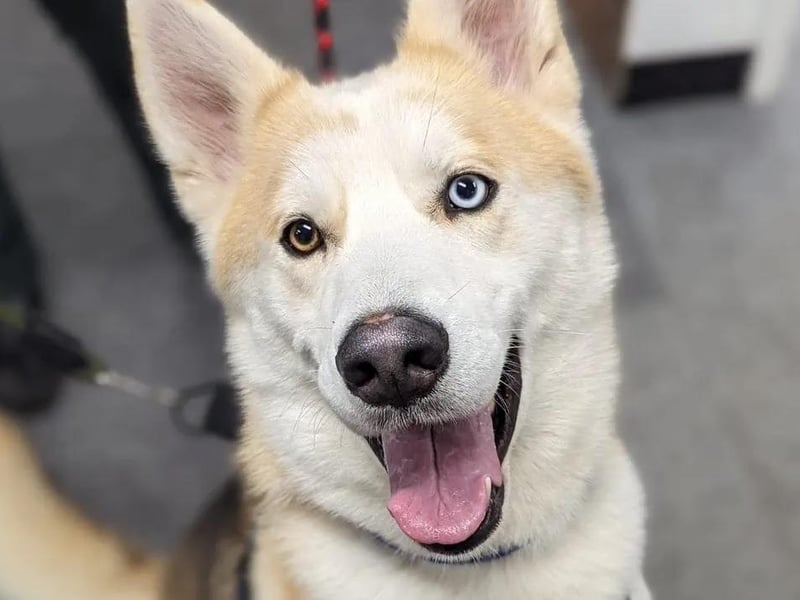 Goku is a one-year-old male Husky cross. He can live with other dogs, but the charity says he is not suitable for a house with cats or other small pets. The charity says he can live with teenagers and over. He enjoys being out and about, exploring new places and meeting other dogs - but recall isn't currently something he understands and this will need to be worked on before going off-lead