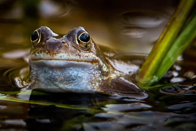 Froglife is a national wildlife charity committed to the conservation of amphibians and reptiles, and saving the habitats they depend upon.