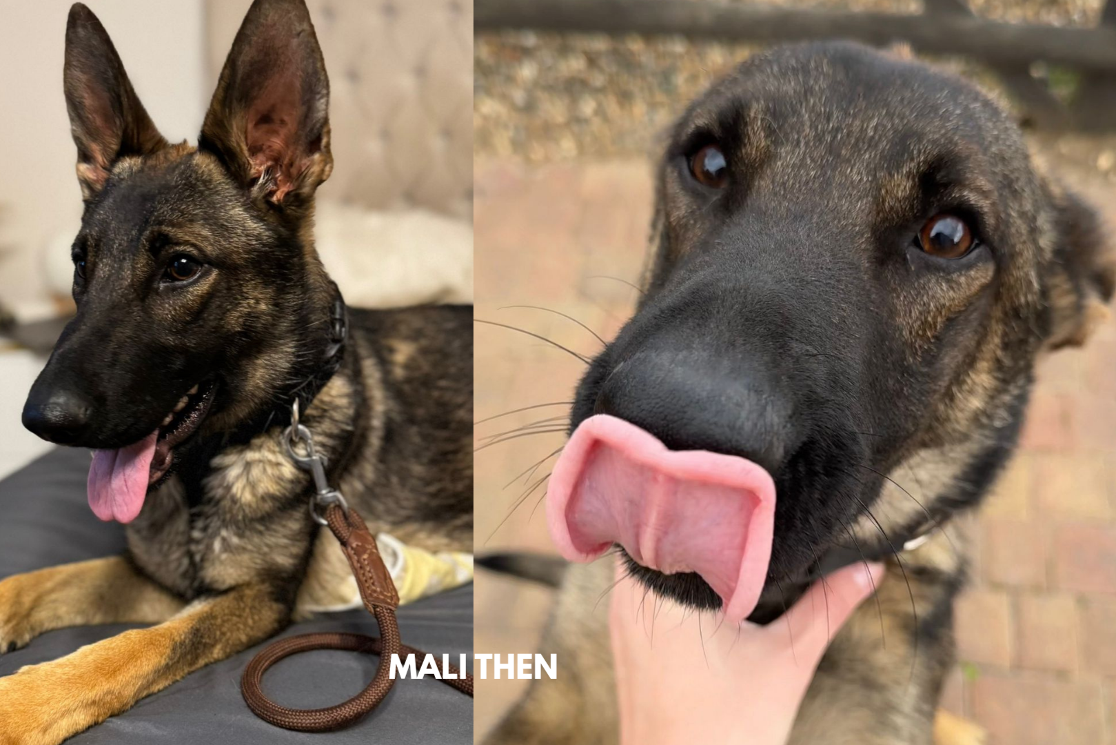 Neighbours rally to save German Shepherds Mia and Mali from euthanasia