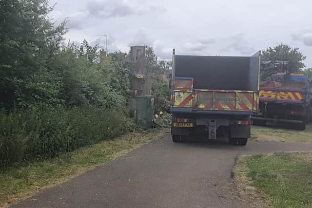 The remains of the Bretton oak tree on Tuesday afternoon (June 30).