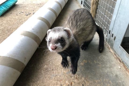Terrence is a four-year-and-nine-month-old polecat ferret. He was admitted February 2022.