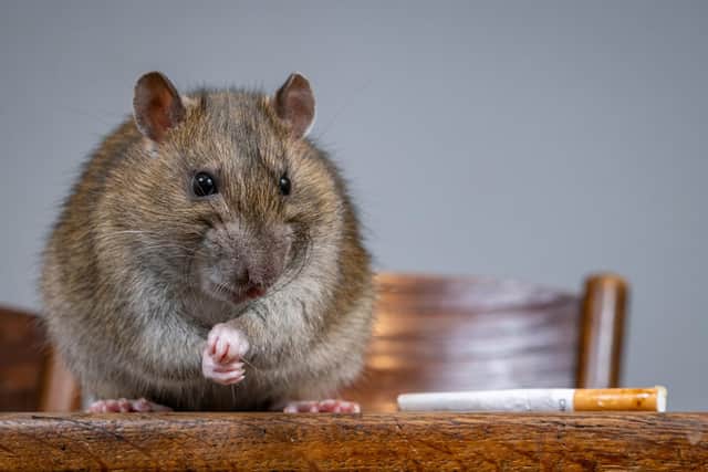 Ratty the pet rat