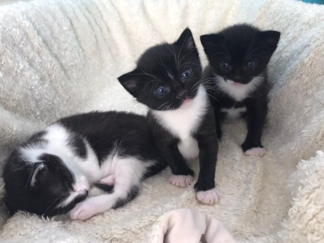 Kittens